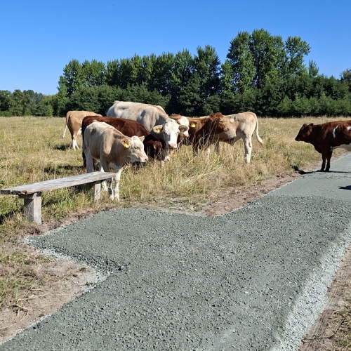 Vedligeholdelse af grussti ved køer