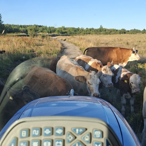 grussti med køer