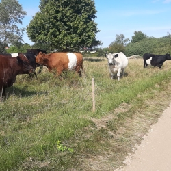 Etablering af grussti