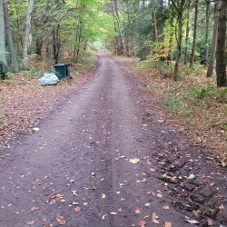 Etablering af skovsti