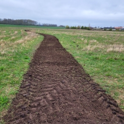 stier i nyplantet skov
