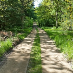 Etablering af skovsti