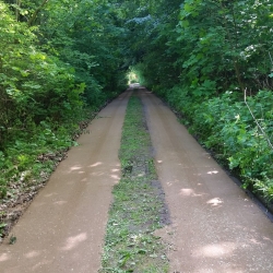 Etablering af skovsti