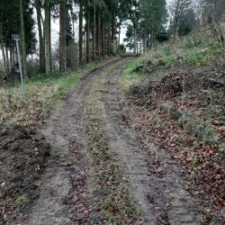 Etablering af skovsti