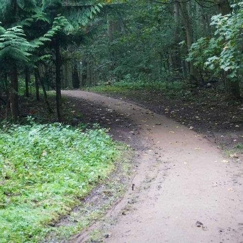 skovsti